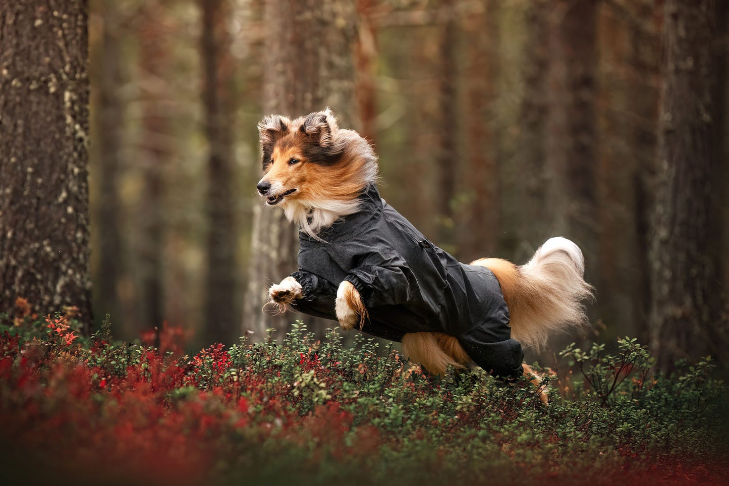 Flash overall, graphite