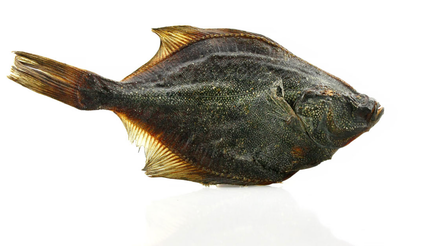 Fisch Kauspass, Flunder