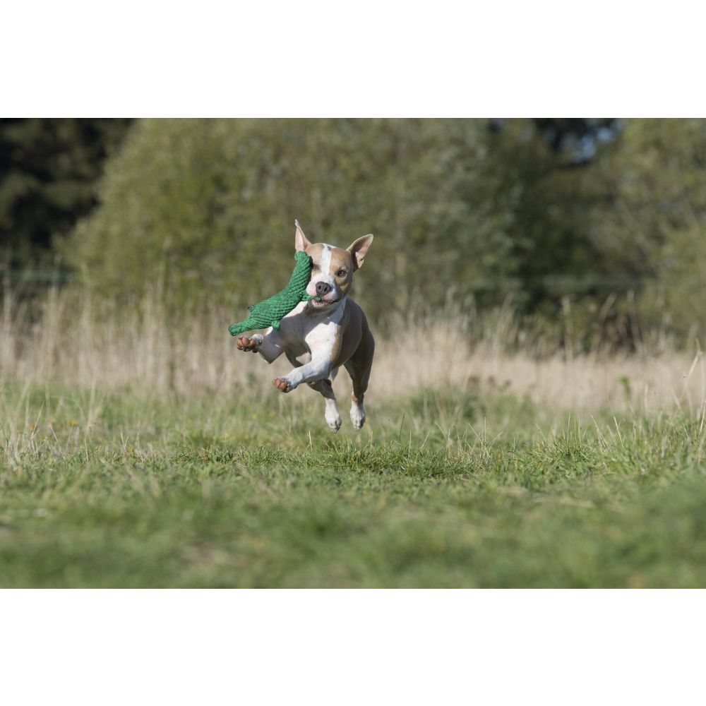 Kalli Krokodil - Kult-Spielzeug für Hunde