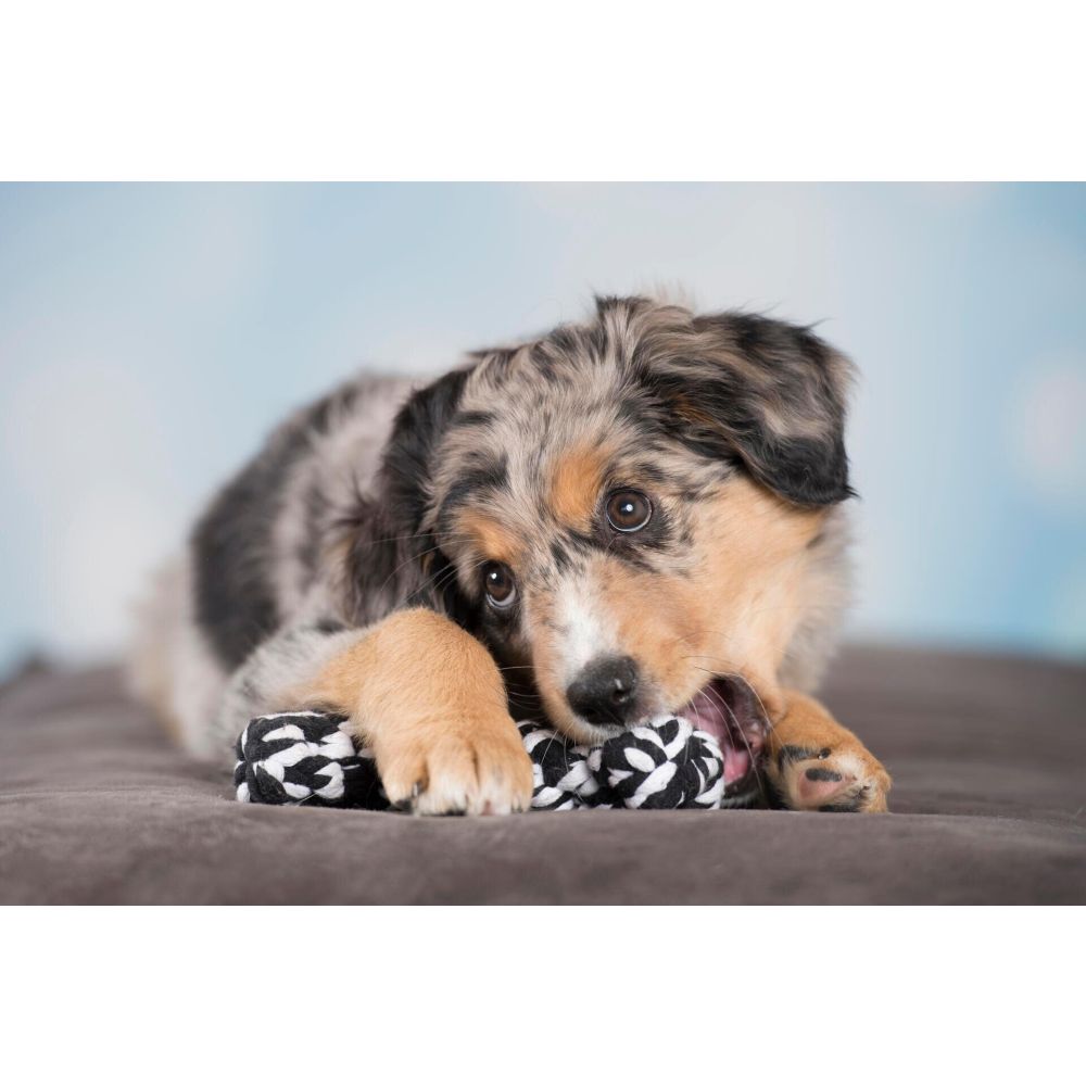 Bonnie Bone - Kult-Spielzeug für Hunde