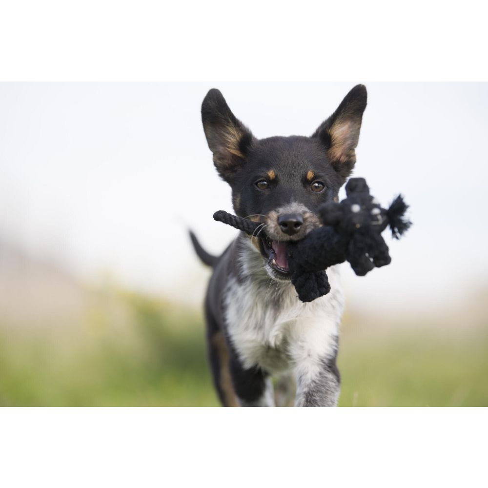 Kater Casanova - Kult-Spielzeug für Hunde