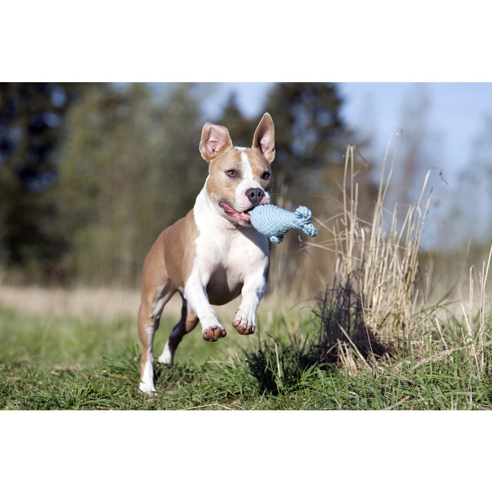 Didi Delfin - Kult-Spielzeug für Hunde