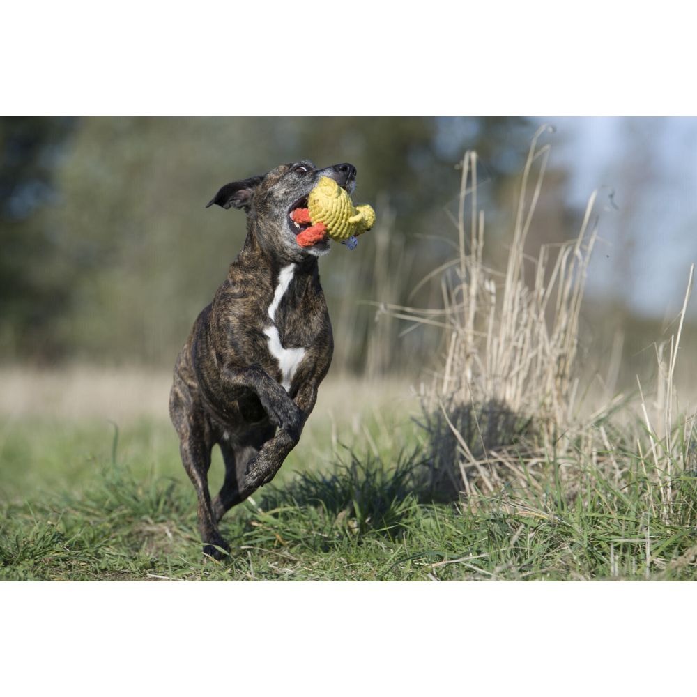 Emma Ente - Kult-Spielzeug für Hunde