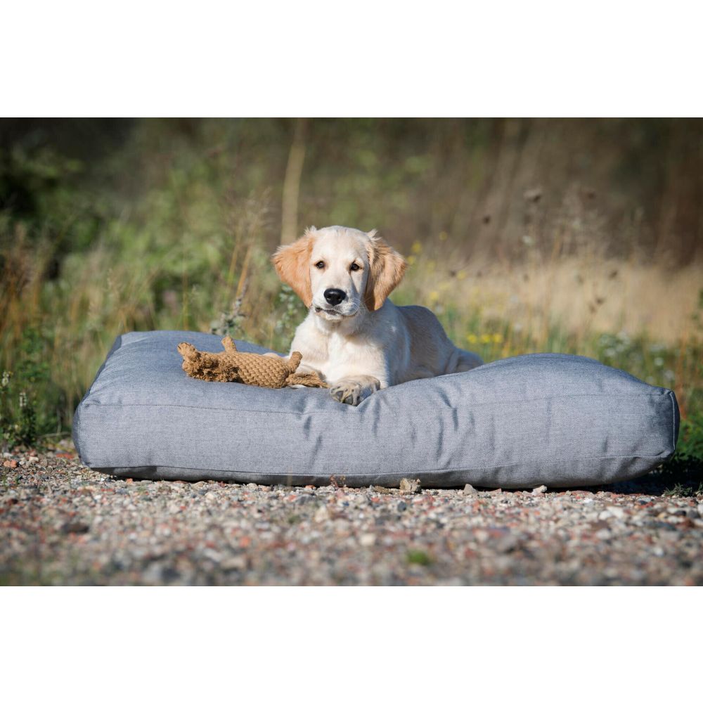 Franz Pferdinand - Kult-Spielzeug für Hunde