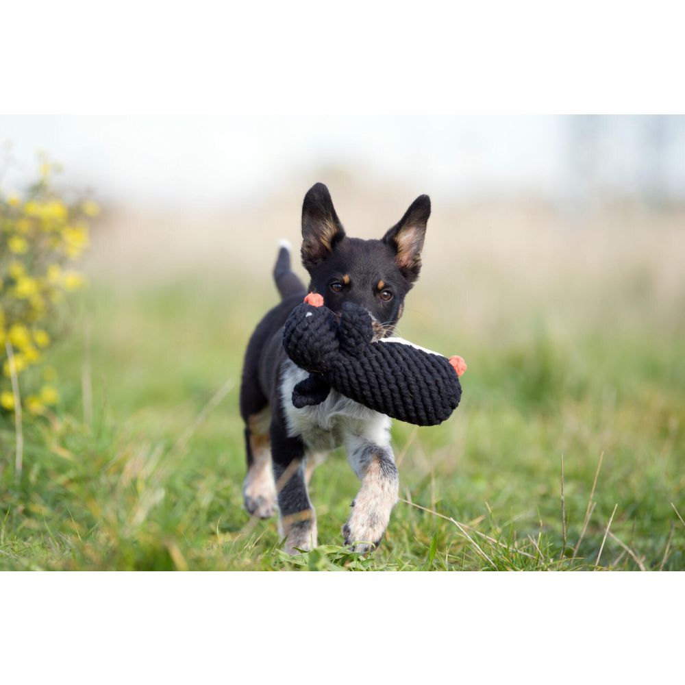 Poldi Pinguin - Kult-Spielzeug für Hunde
