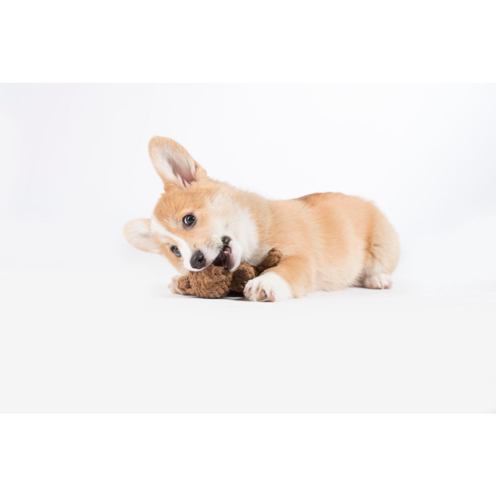 Heinrich Hase - Kult-Spielzeug für Hunde