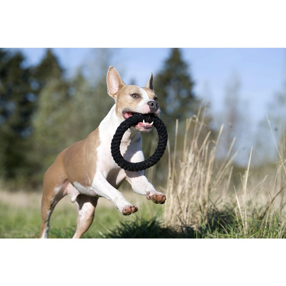 Ringo Ring - Kult-Spielzeug für Hunde