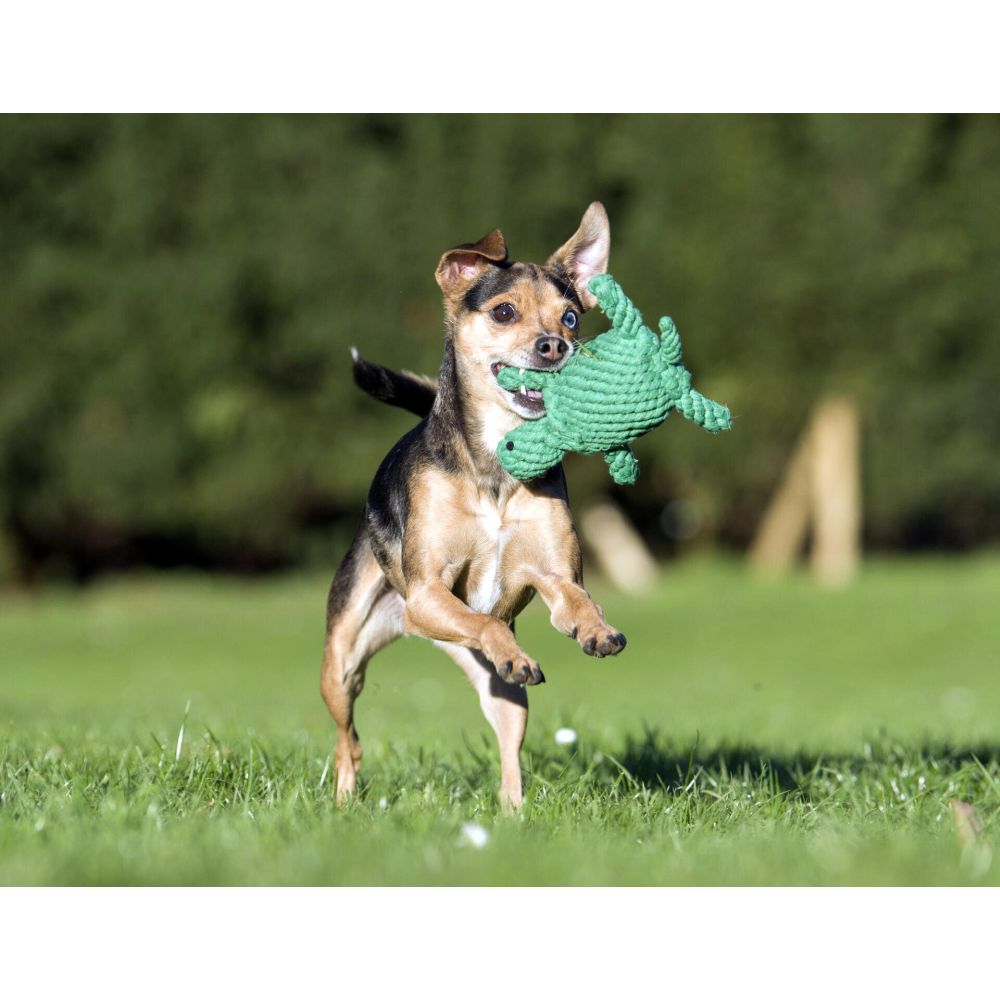 Tina Turtle - Kult-Spielzeug für Hunde