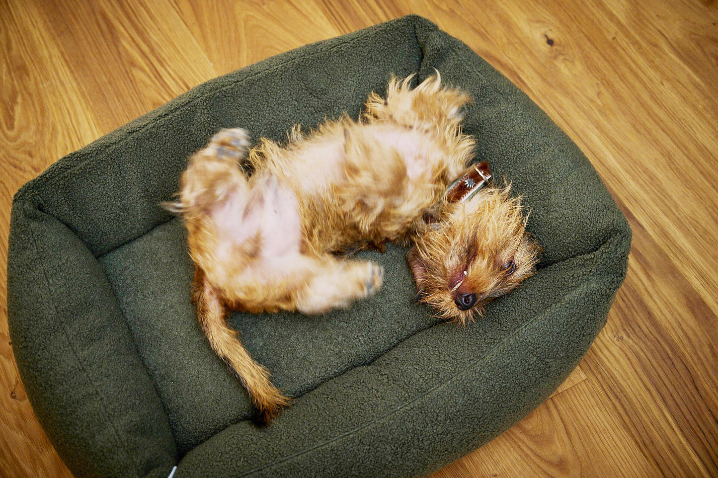 ORTHO Hundebett - TEDDY