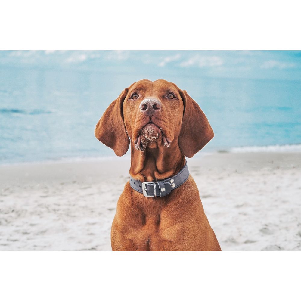 Hundehalsband Weinheim Trend
