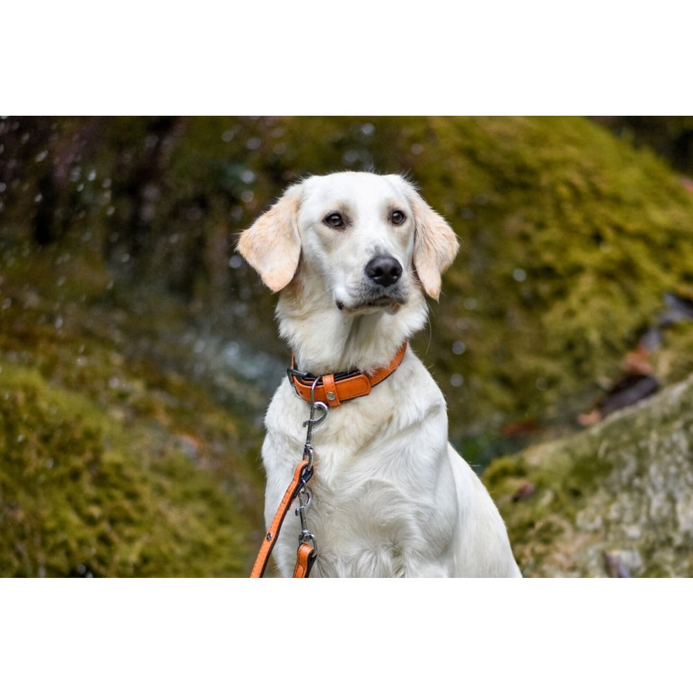 Hundehalsband Denver