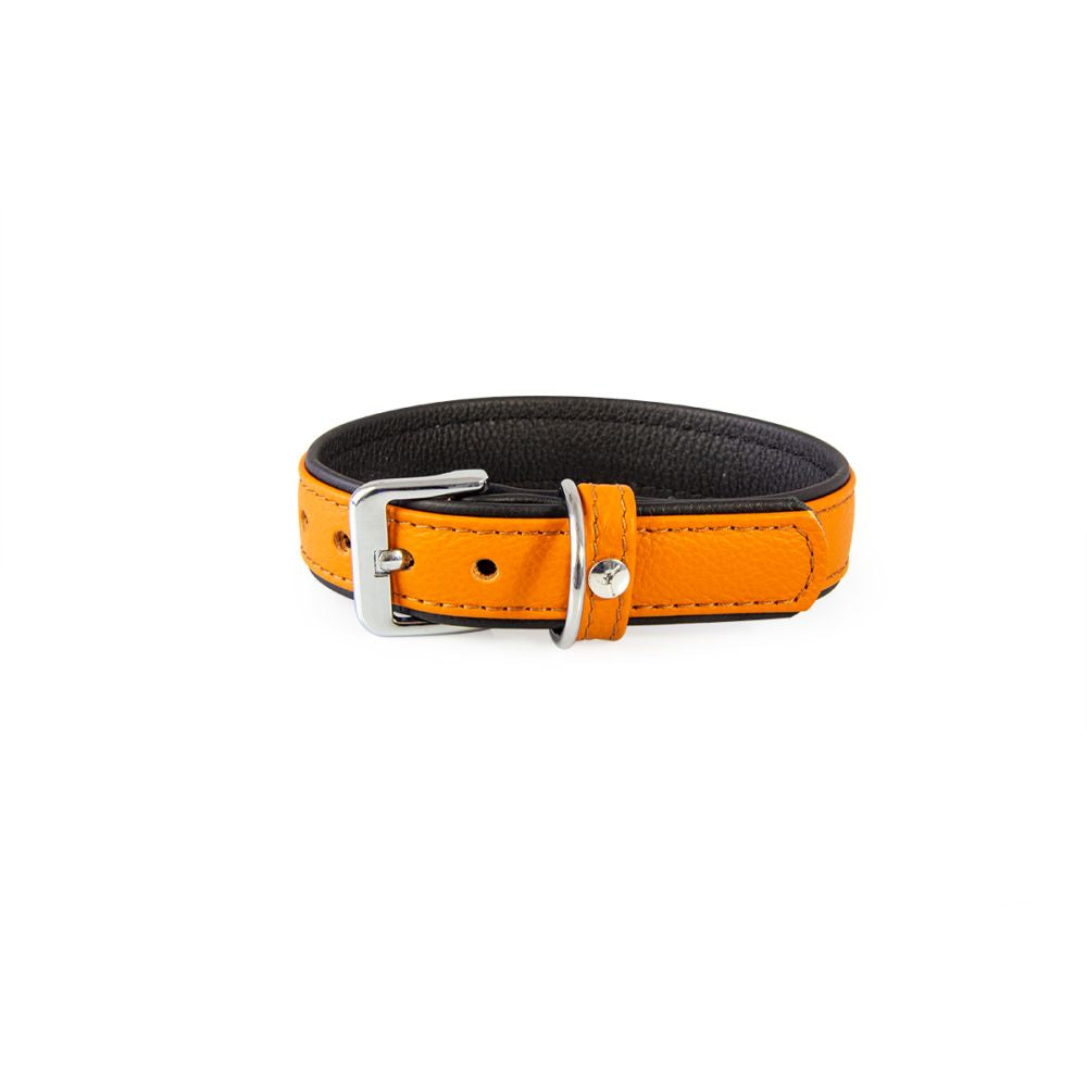 Hundehalsband Denver
