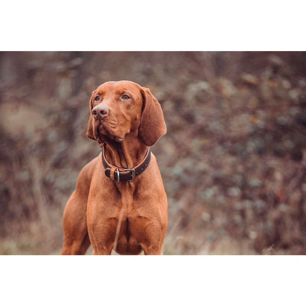 Hundehalsband Vancouver
