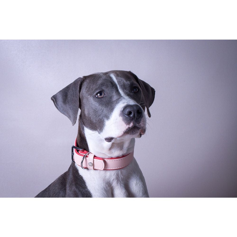 Hundehalsband Firenze