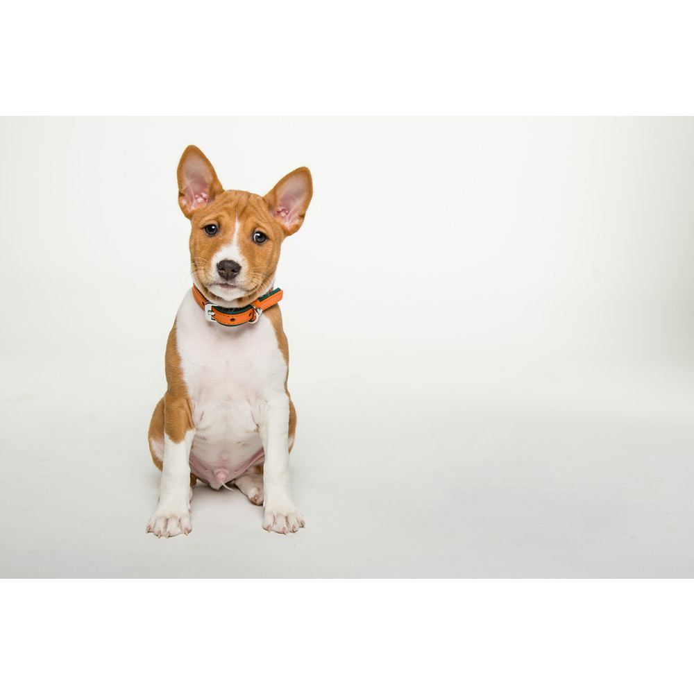 Hundehalsband Firenze