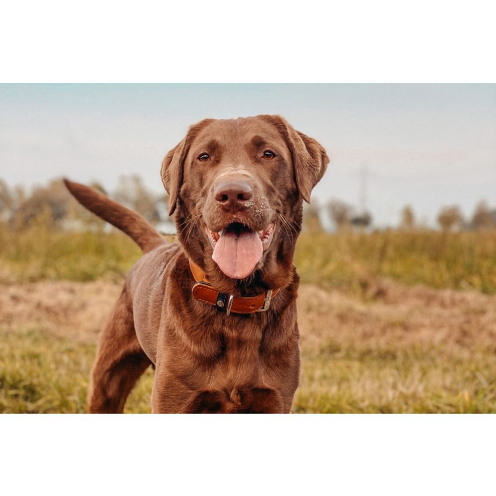 Hundehalsband Vancouver