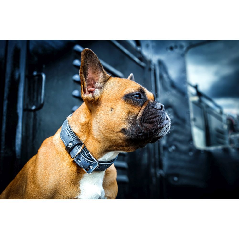 Hundehalsband Vancouver