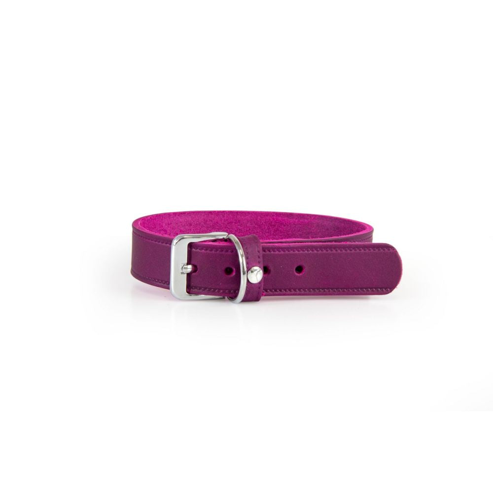 Hundehalsband Weinheim Trend