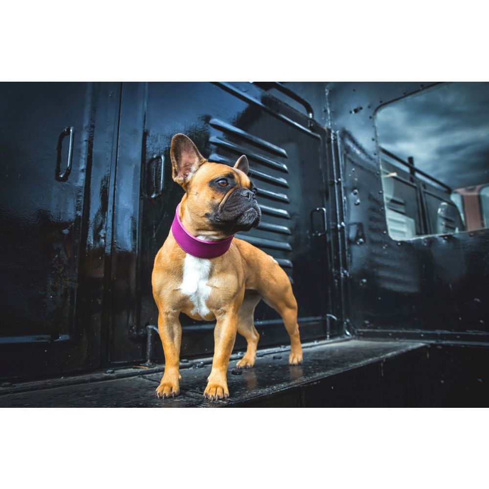 Hundehalsband Weinheim Trend