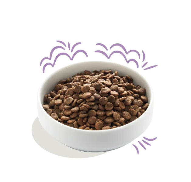 Frischer Atlantiklachs & Freilauftruthahn für Welpen