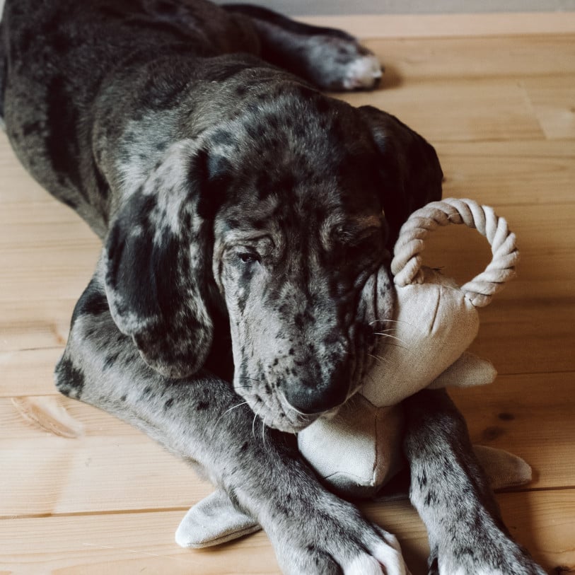 Hundespielzeug Hase Molly