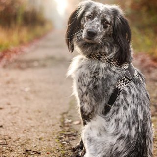 Harness Peruvian Black