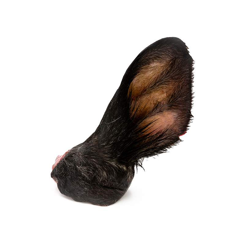 Rind Ohr mit Fell, getrocknet