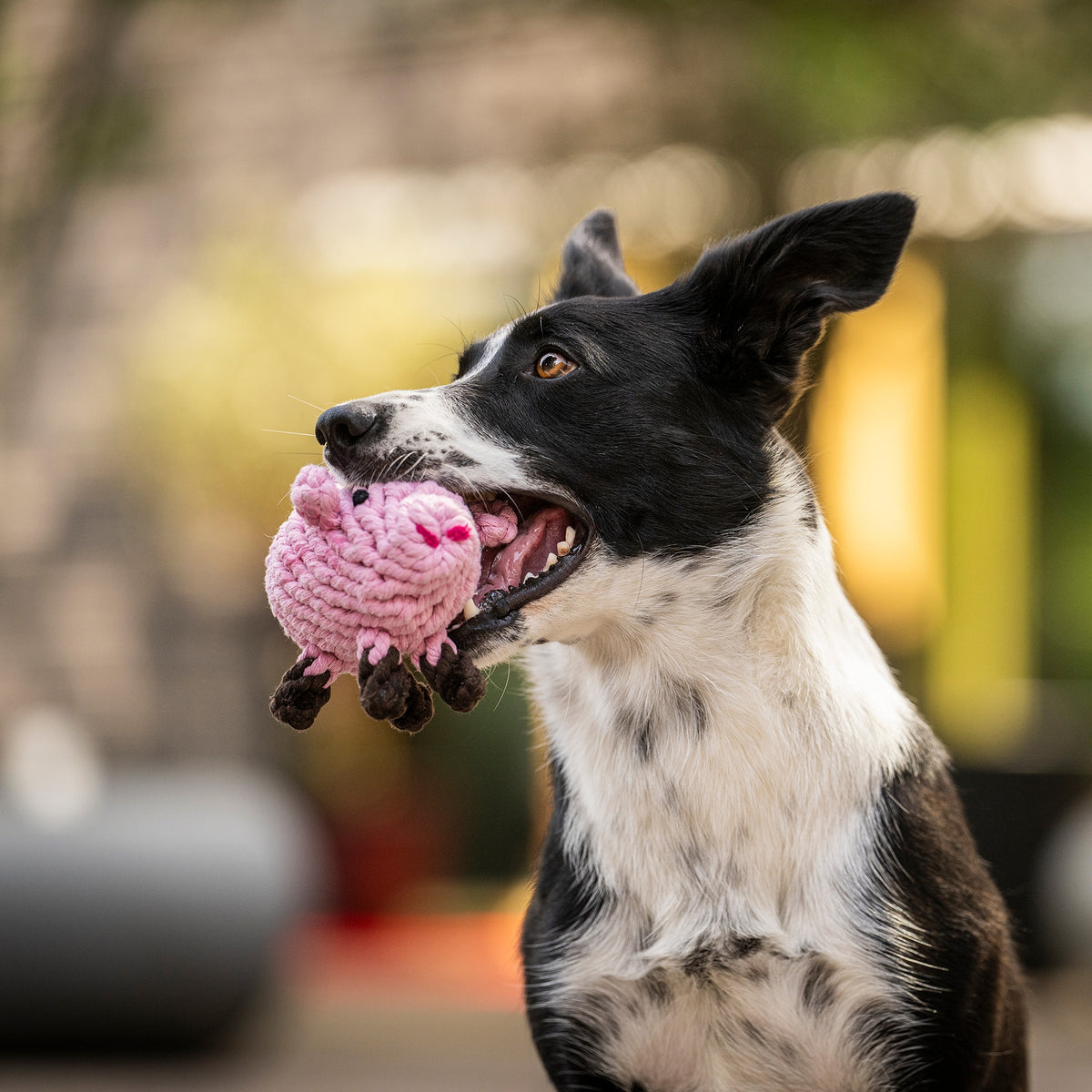 PIGGY PIG- Kult-Spielzeug für Hunde