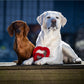 Mini Heart - Kult-Spielzeug für Hunde