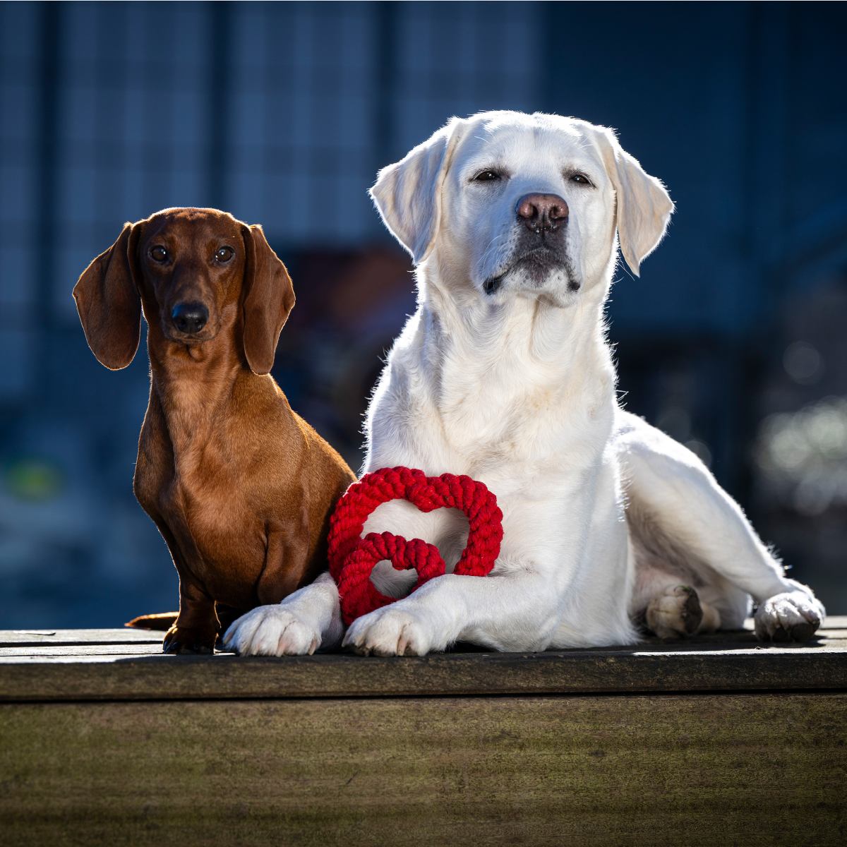 Mini Heart - Kult-Spielzeug für Hunde