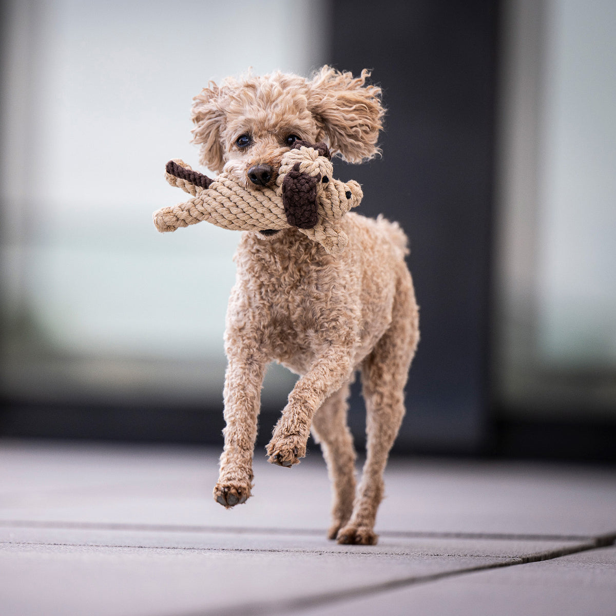 DOGGY DOG JR. - Kult-Spielzeug für Hunde