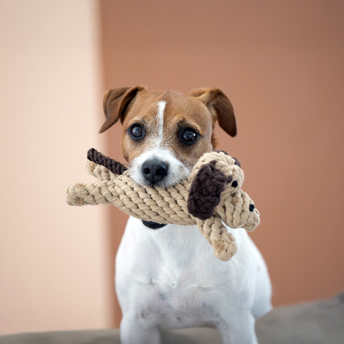 Doggy Dog - Kult-Spielzeug für Hunde