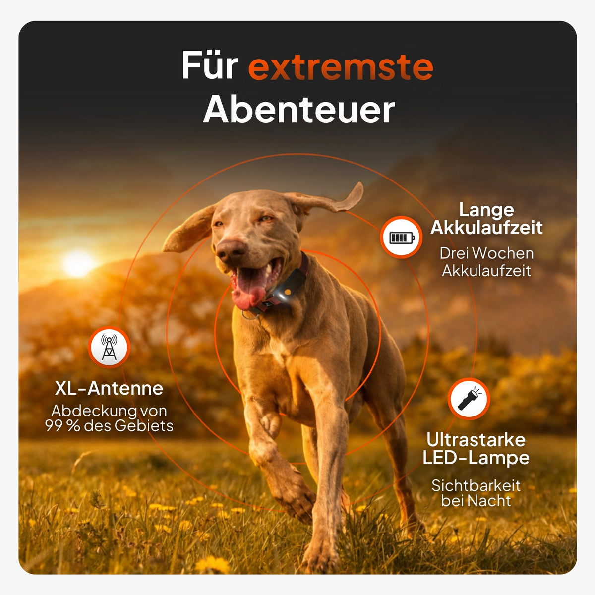 GPS Tracker für Hunde