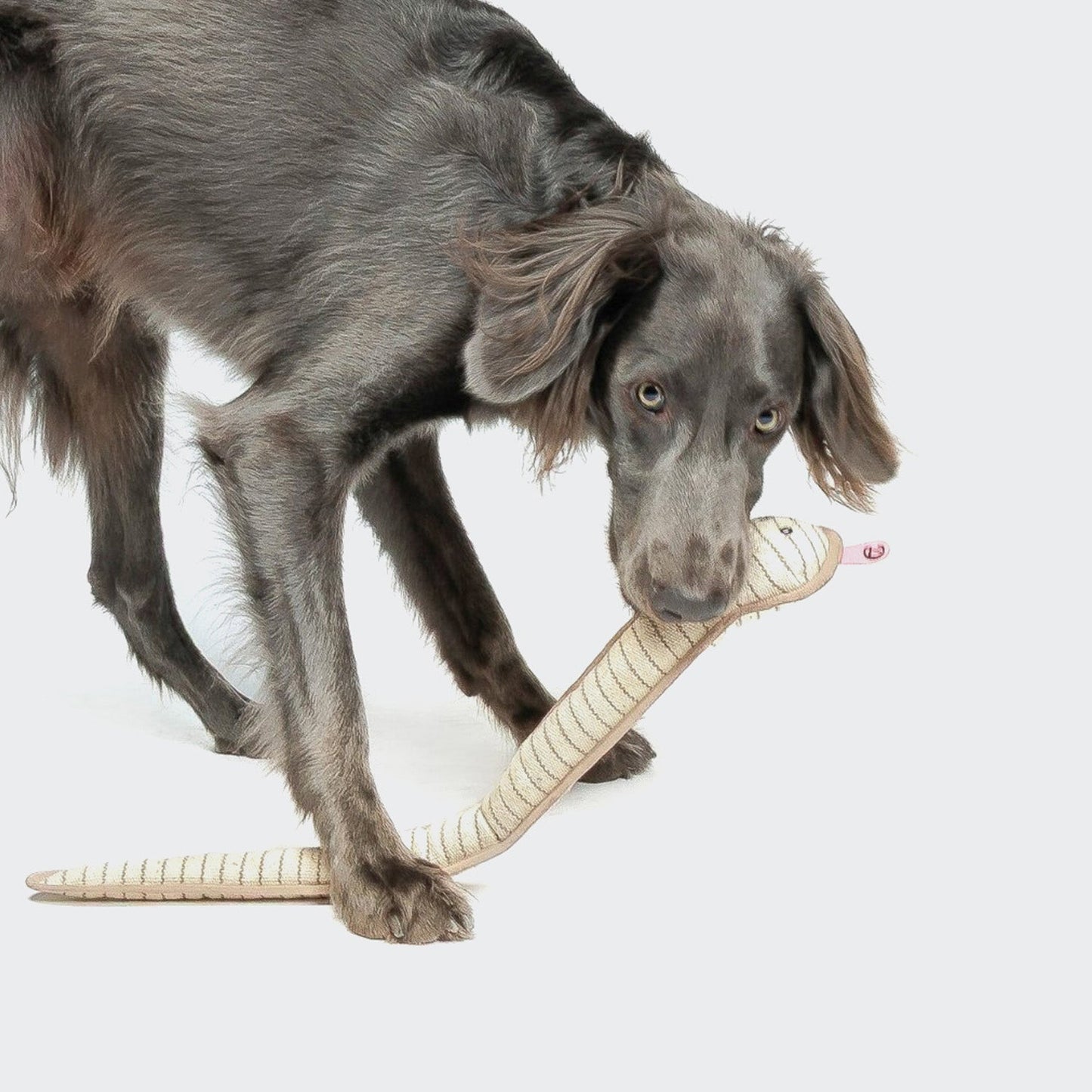 Hundespielzeug Schlange Smilla