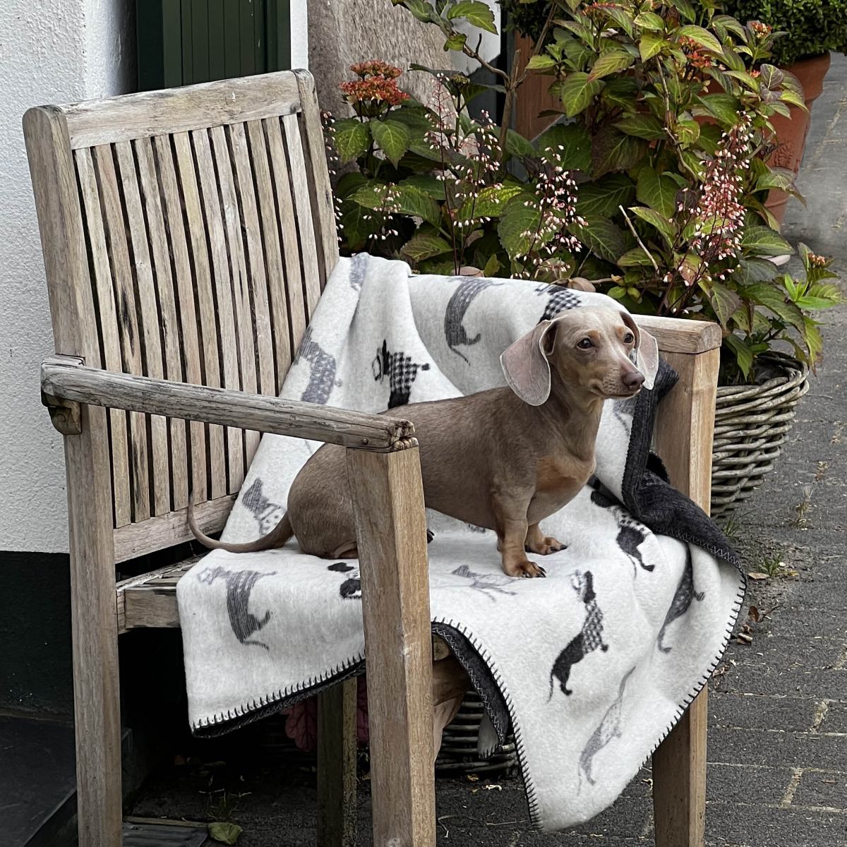 Decke TECKEL - Kuscheldecke mit Dackelmotiv