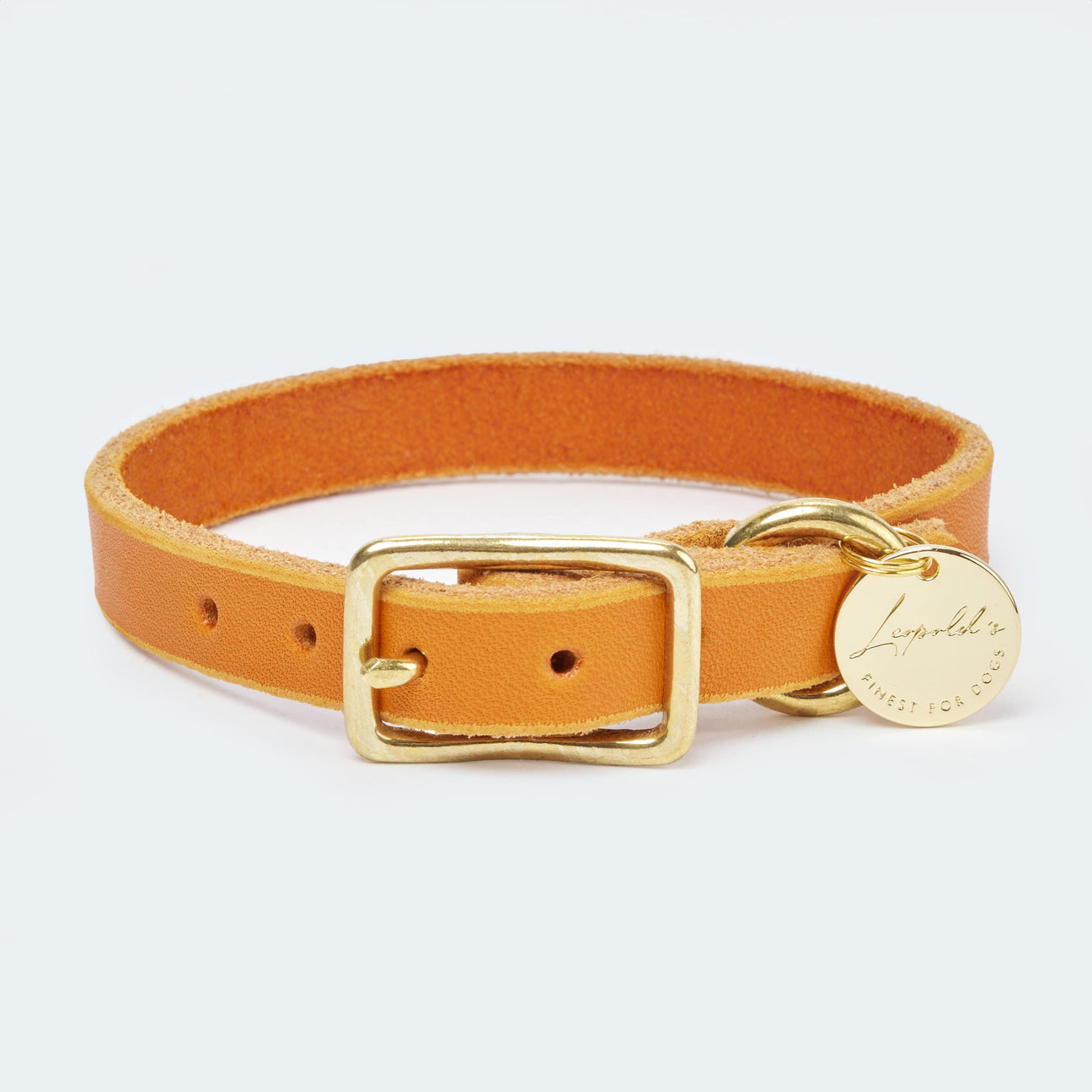 Abgerundetes Fettlederhalsband für Dackel und kleine Hunde