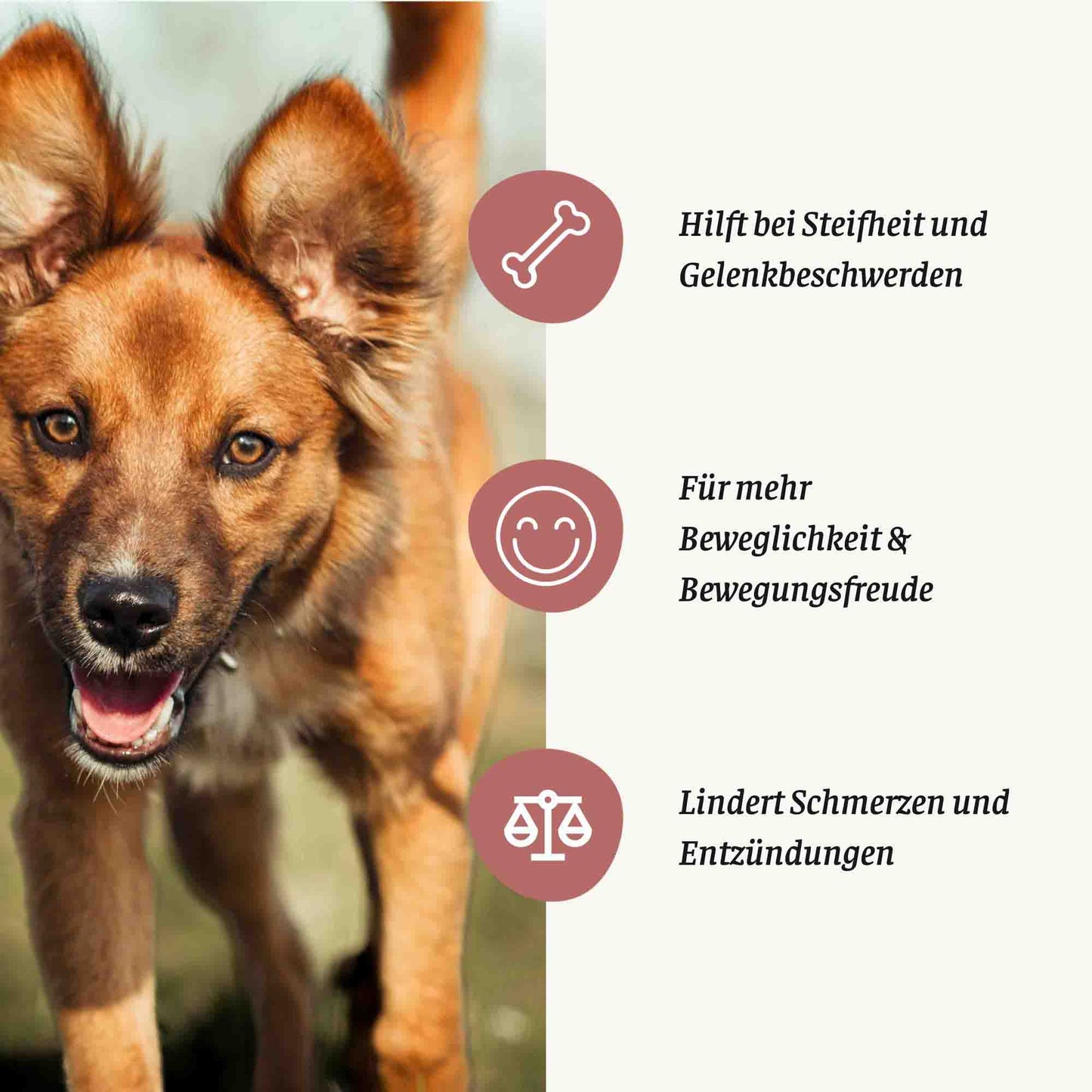 HAPPY MOVE – Sticks für Gelenke & Knochen