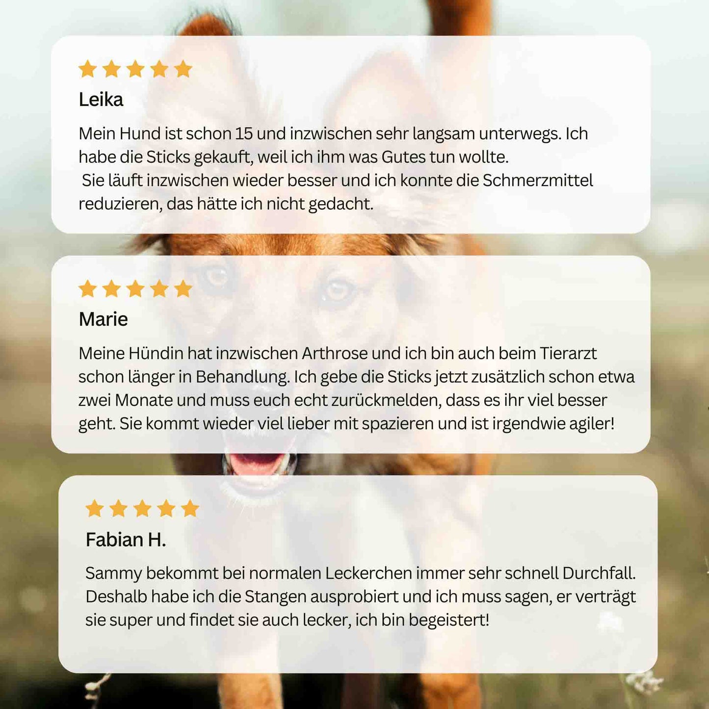 HAPPY MOVE – Sticks für Gelenke & Knochen
