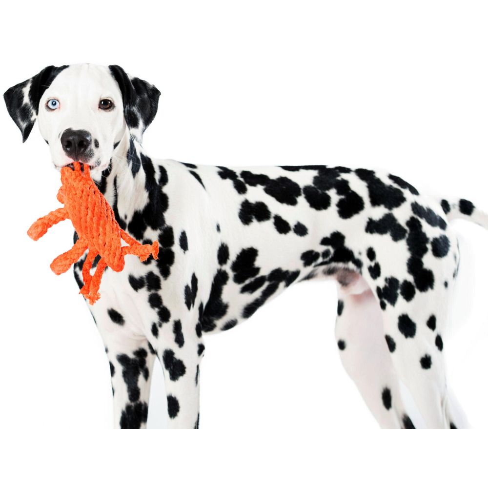 Kristof Krabbe - Kult-Spielzeug für Hunde
