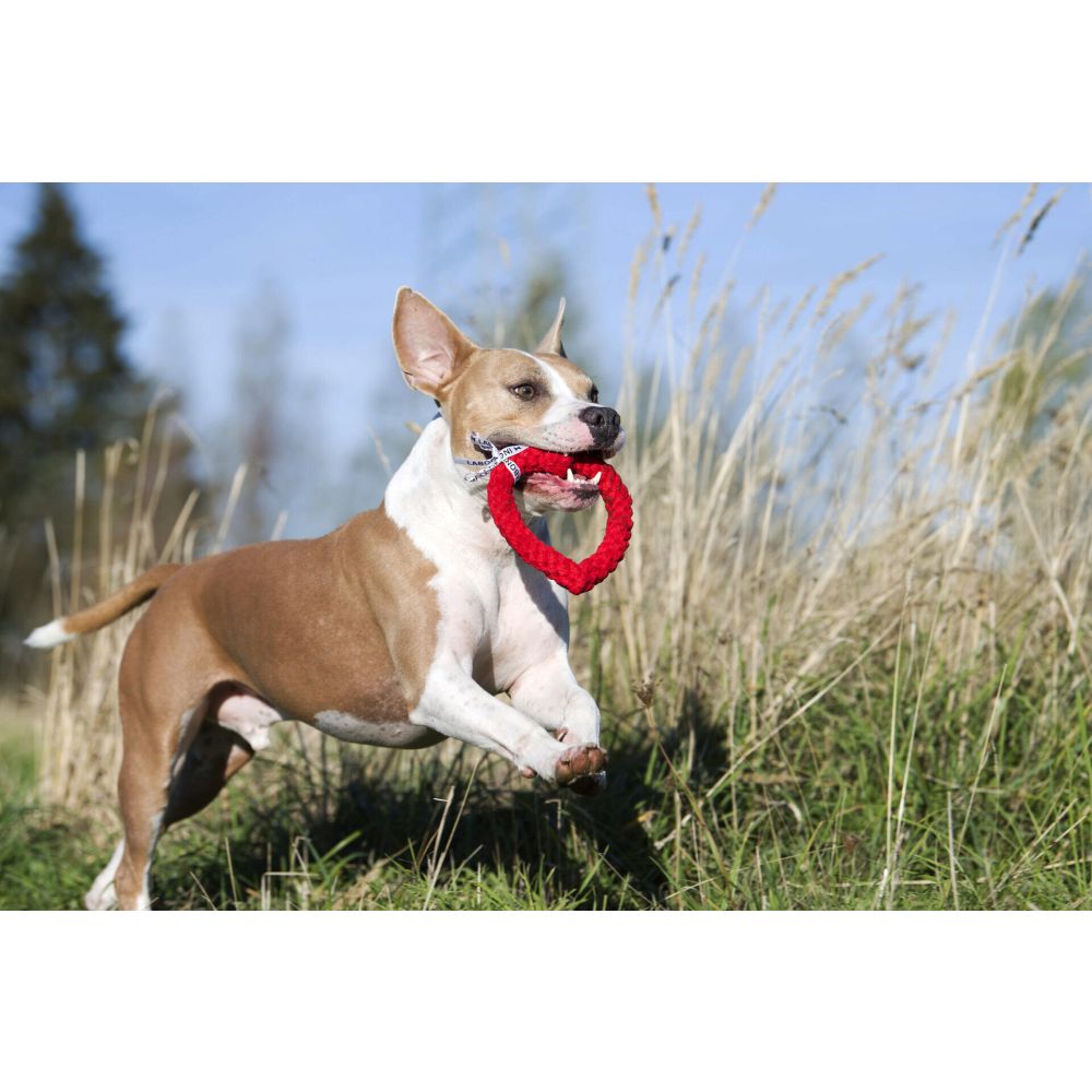 Hertha Heart - Kult-Spielzeug für Hunde