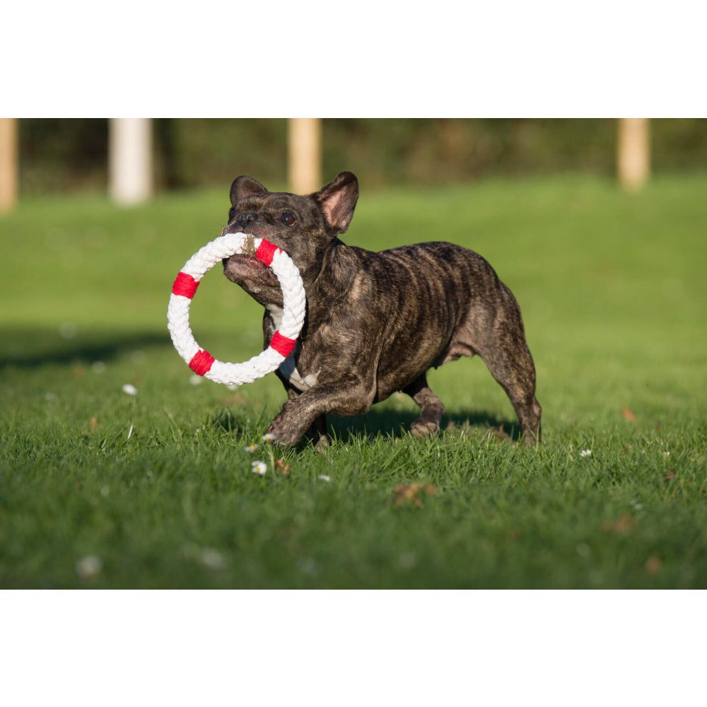 Rita Rettungsring - Kult-Spielzeug für Hunde