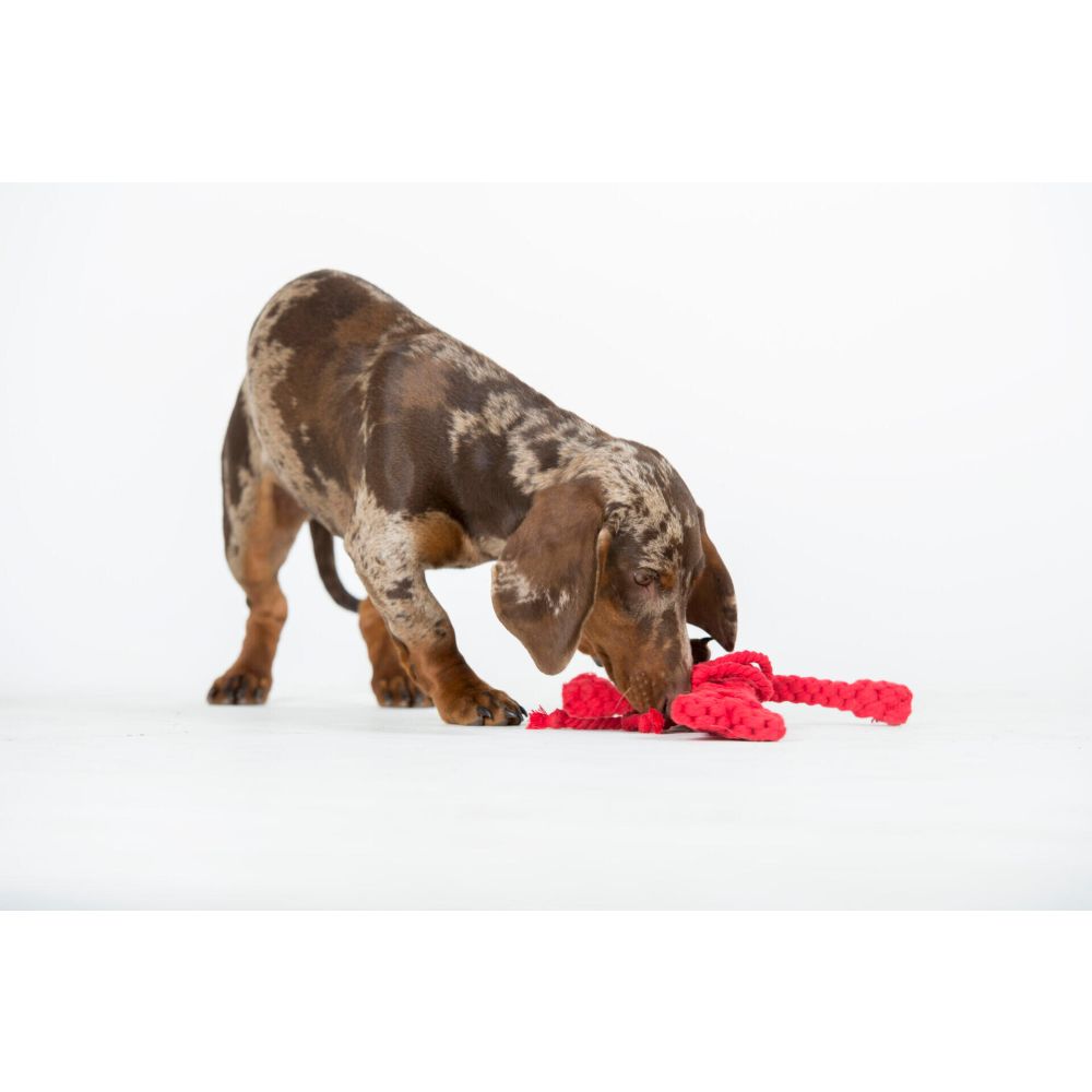 Hugo Hummer - Kult-Spielzeug für Hunde