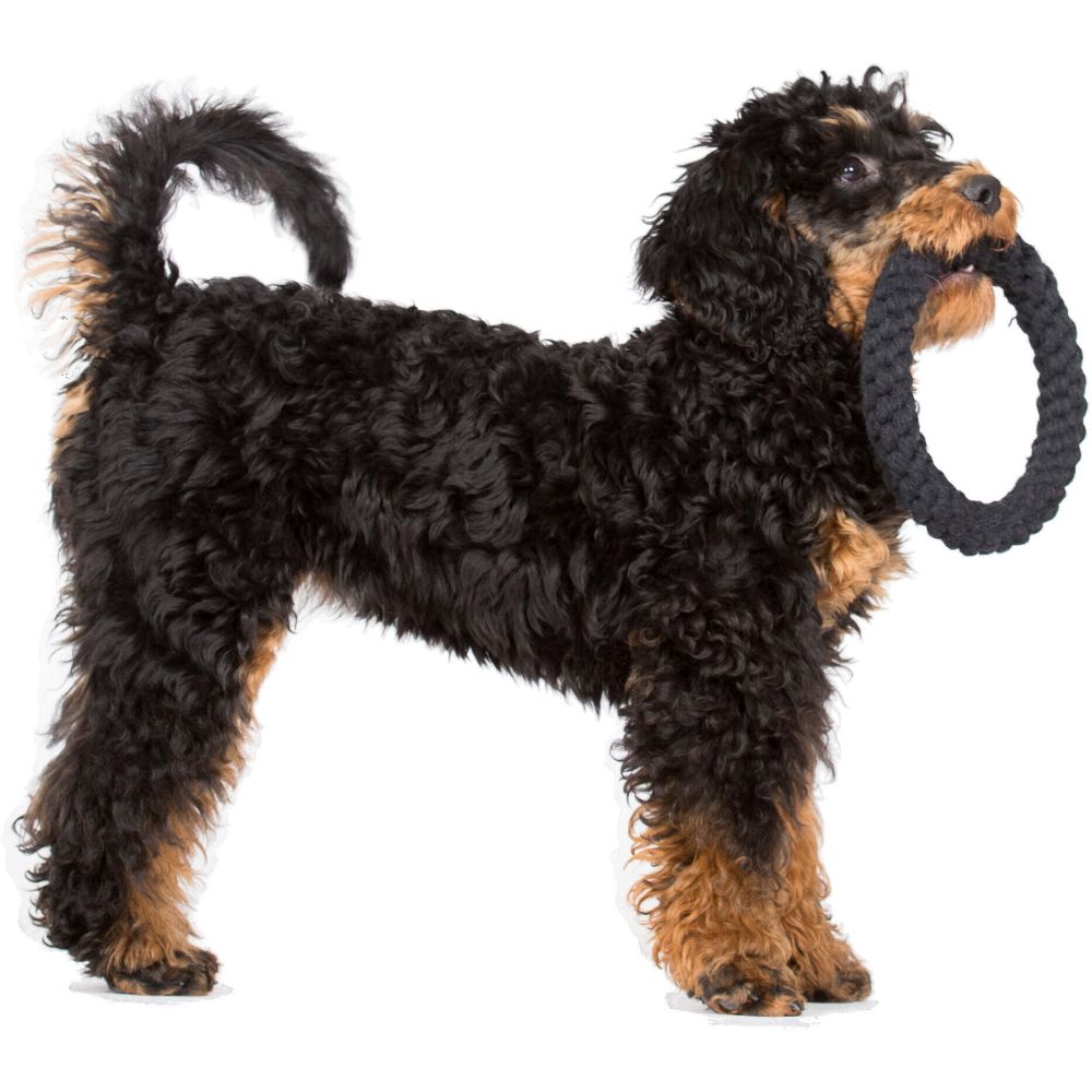 Ringo Ring - Kult-Spielzeug für Hunde