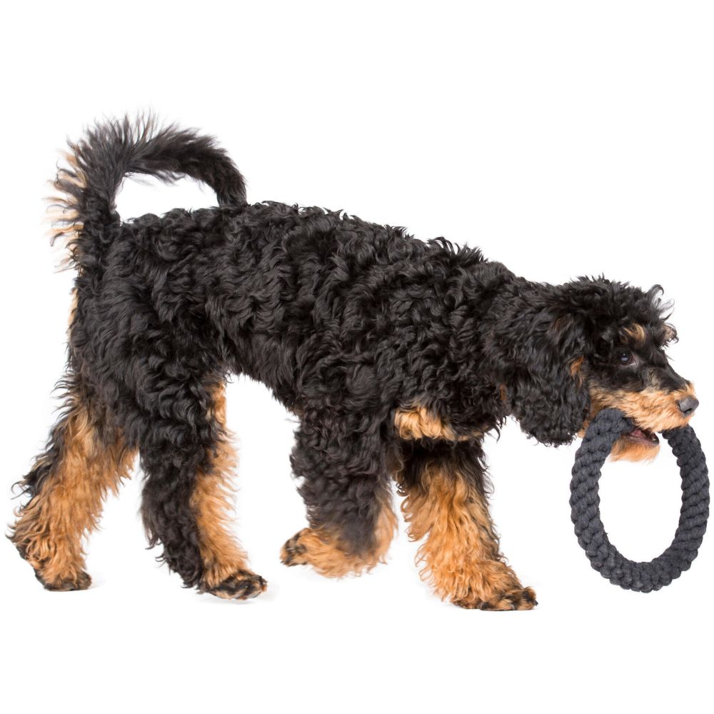 Ringo Ring - Kult-Spielzeug für Hunde