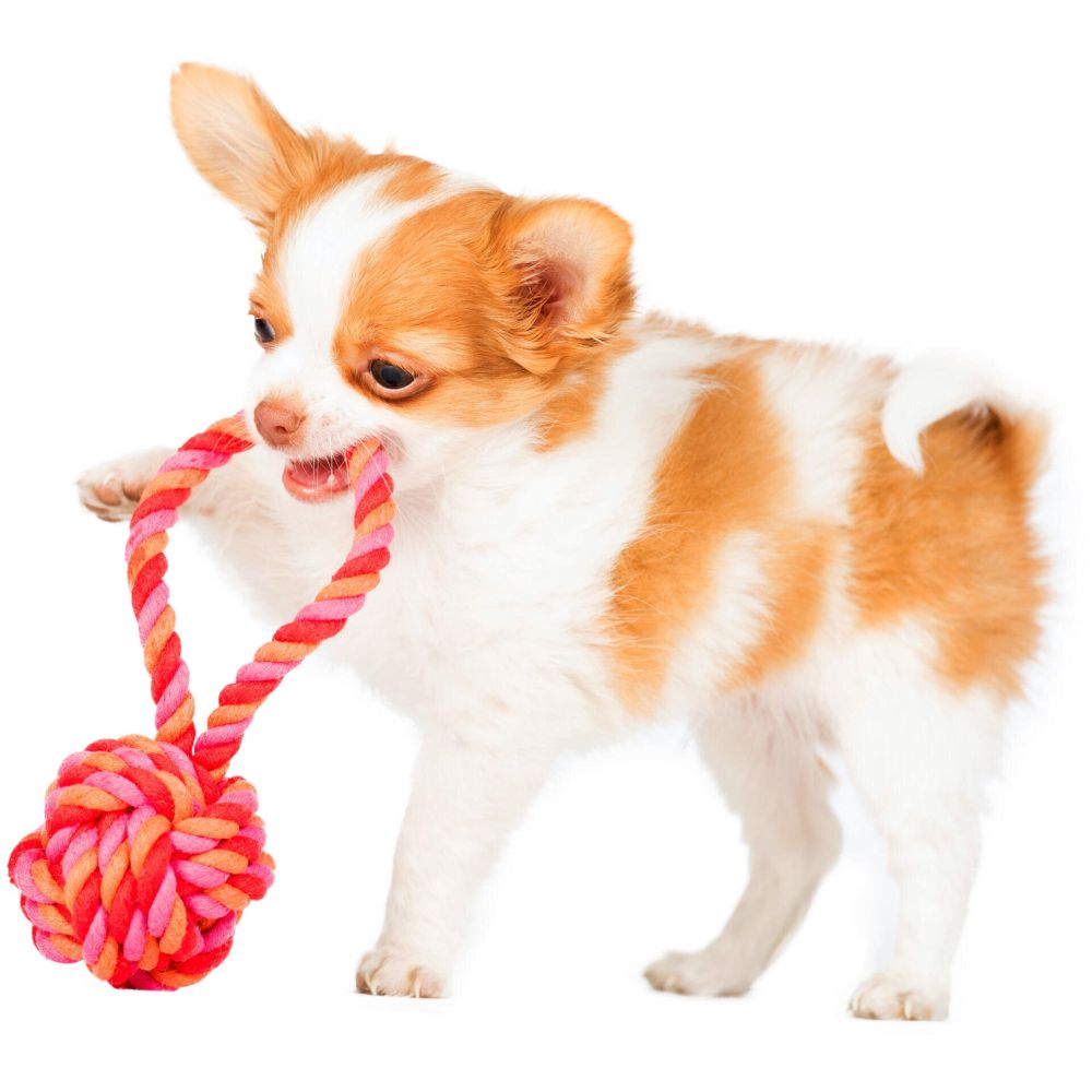 Mini Schleuderball - Kult-Spielzeug für Hunde