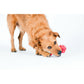 Mini Schleuderball - Kult-Spielzeug für Hunde