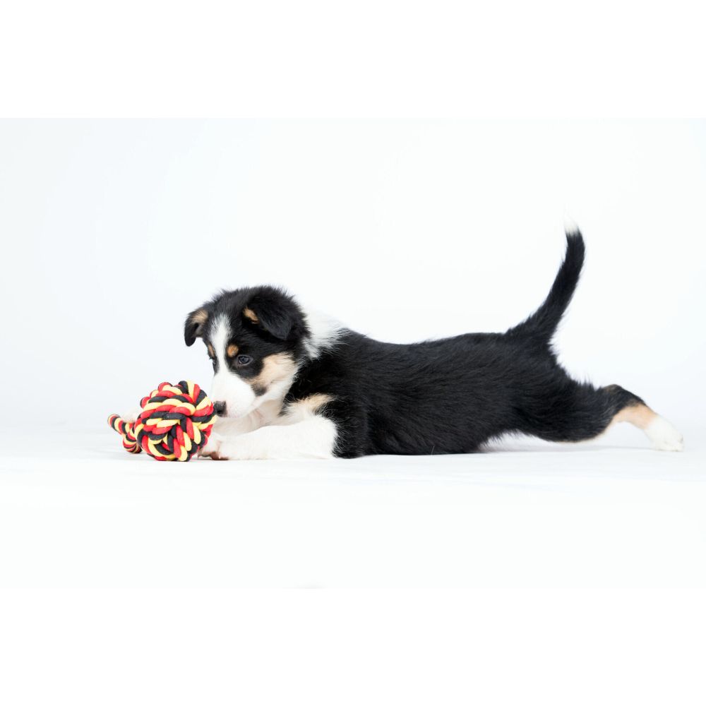 National Schleuderball - Kult-Spielzeug für Hunde