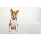 Hundehalsband Firenze