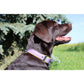 Hundehalsband Firenze