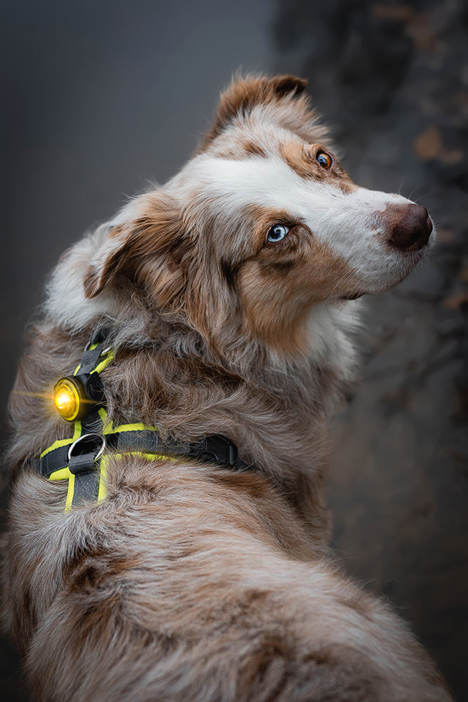 LED - Hundelicht Orbiloc Dog
